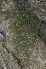 Asperula congesta