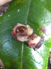 Myrcia fenzliana