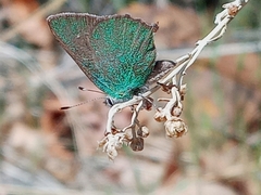Callophrys dumetorum
