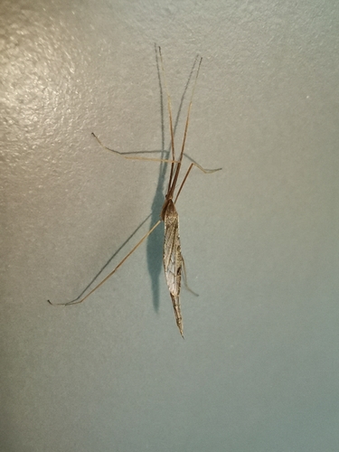 Spider Cranefly