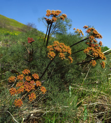 Lomatium klickitatense