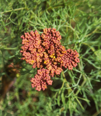 Lomatium klickitatense
