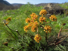 Lomatium klickitatense