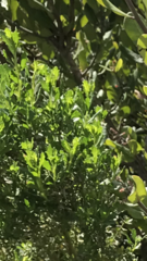 Baccharis pilularis consanguinea