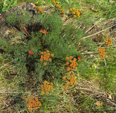 Lomatium klickitatense