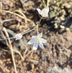 Triteleia lilacina