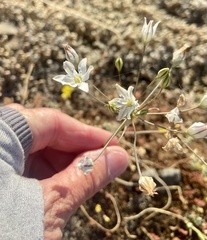 Triteleia lilacina