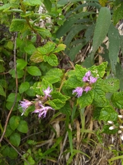 Vernonia saepium