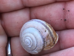 Helminthoglypta umbilicata