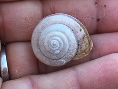 Helminthoglypta umbilicata
