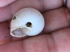Helminthoglypta umbilicata