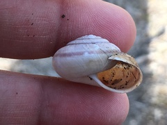 Helminthoglypta umbilicata