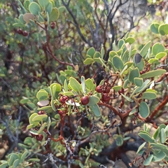 Arctostaphylos peninsularis