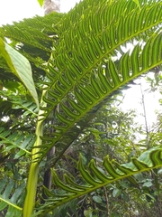 Cyathea horrida