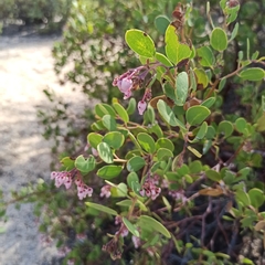 Arctostaphylos peninsularis