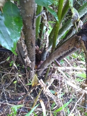 Cyathea horrida