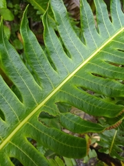 Cyathea horrida