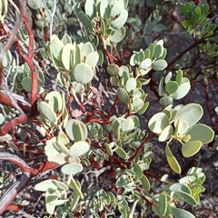Arctostaphylos peninsularis