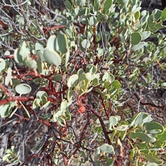 Arctostaphylos peninsularis
