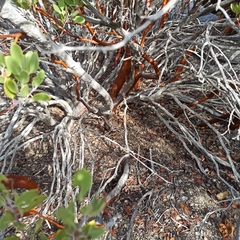 Arctostaphylos peninsularis