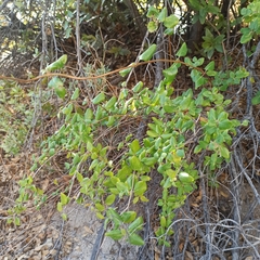 Lonicera subspicata denudata