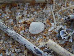 Divalinga quadrisulcata