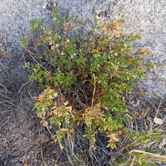 Ericameria cuneata