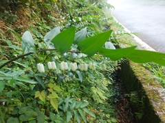 Polygonatum arisanense
