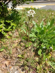 Cardamine parviflora