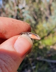 Acritoscincus platynotus