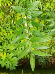 Polygonatum arisanense