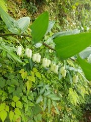 Polygonatum arisanense