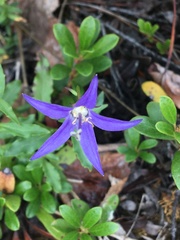Campanula aurita