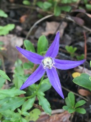 Campanula aurita