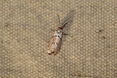 Enaemia atrolinea