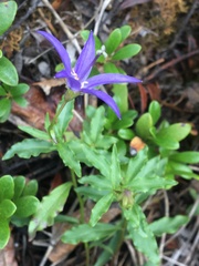 Campanula aurita