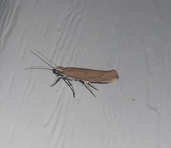 Ypsolopha unicipunctella