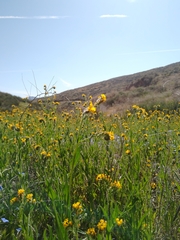 Amsinckia menziesii