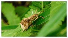 Episomus chinensis