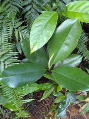 Magnolia ekmanii