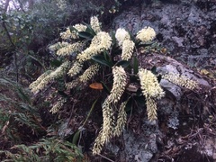 Dendrobium speciosum hillii