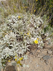 Encelia farinosa