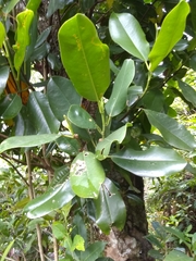 Magnolia ekmanii