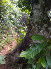 Magnolia ekmanii
