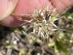 Microseris douglasii platycarpha