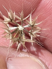 Microseris douglasii platycarpha