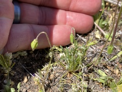 Microseris douglasii platycarpha