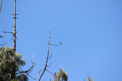 Stelgidopteryx serripennis