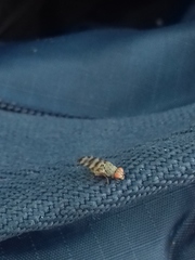 Pseudotephritina