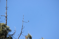 Stelgidopteryx serripennis